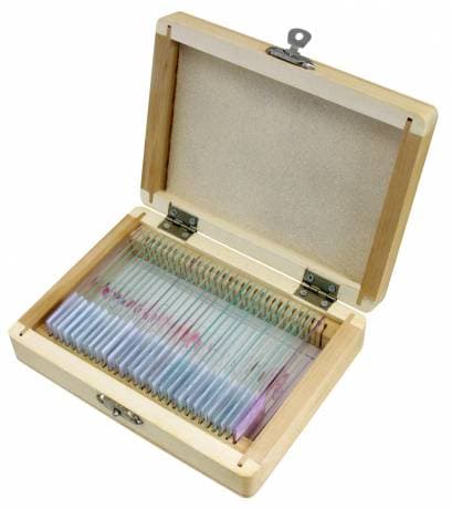 Prepared Slides: Histology